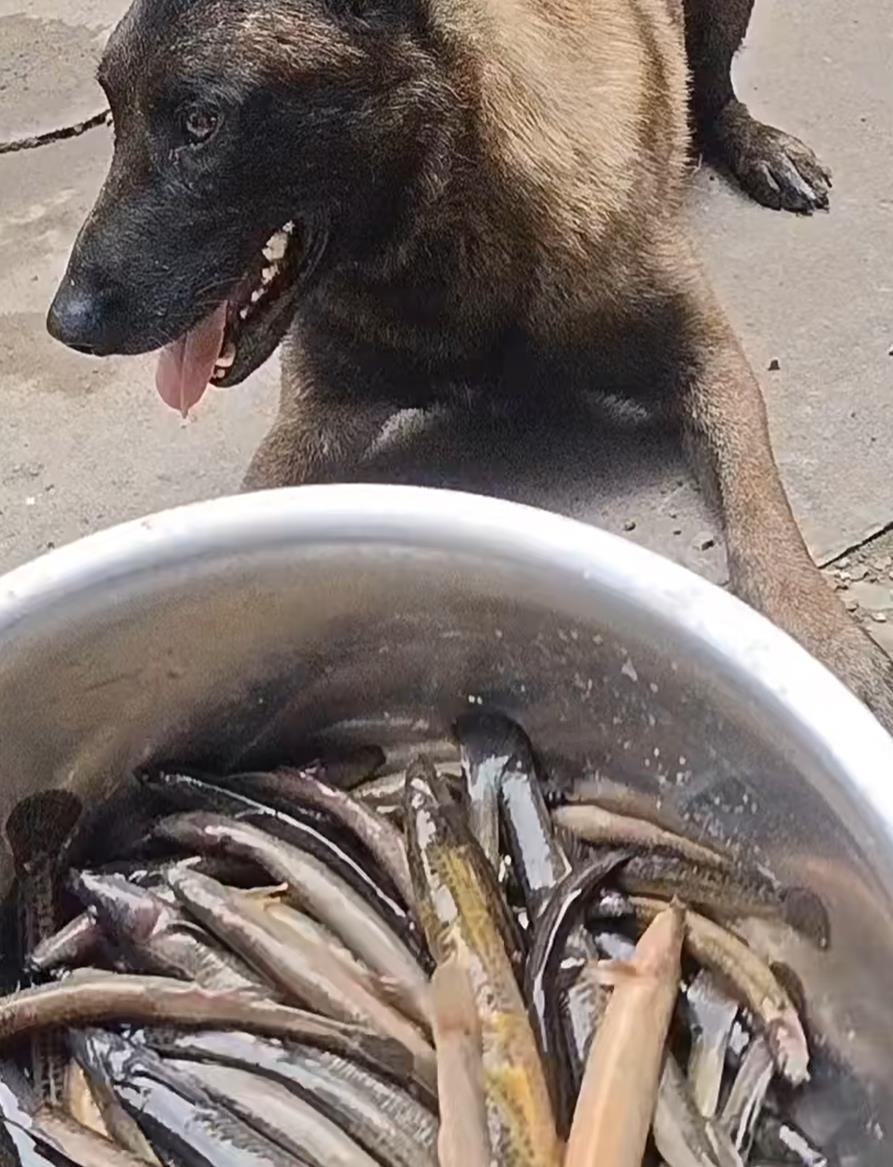 给狗喂活泥鳅是为什么，活泥鳅喂狗什么情况