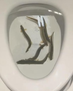 泥鳅倒入厕所下水道能存活吗