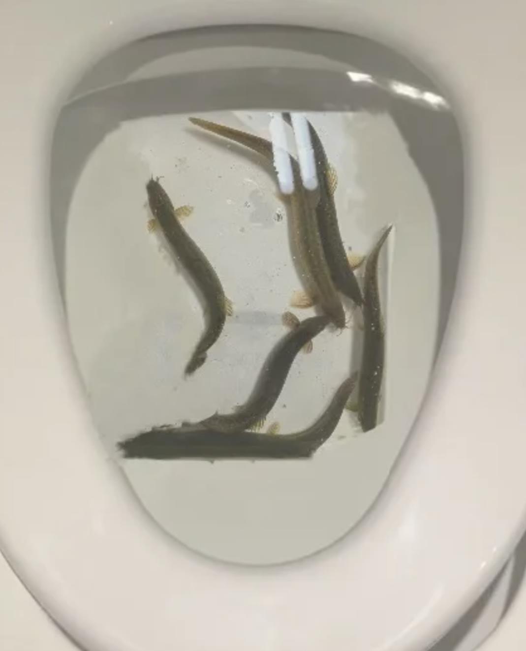 泥鳅倒入厕所下水道能存活吗