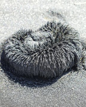 磁铁从沙子里吸的黑色粉末是什么