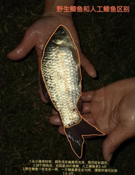 野生鲫鱼的最简单识别方法