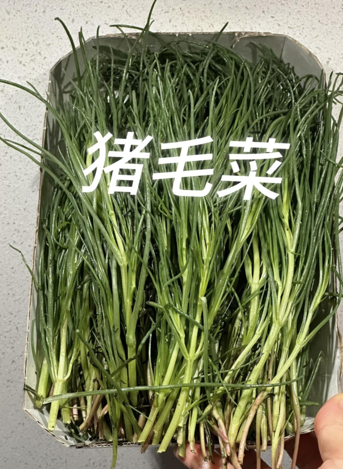 正宗猪毛菜高清图片大全
