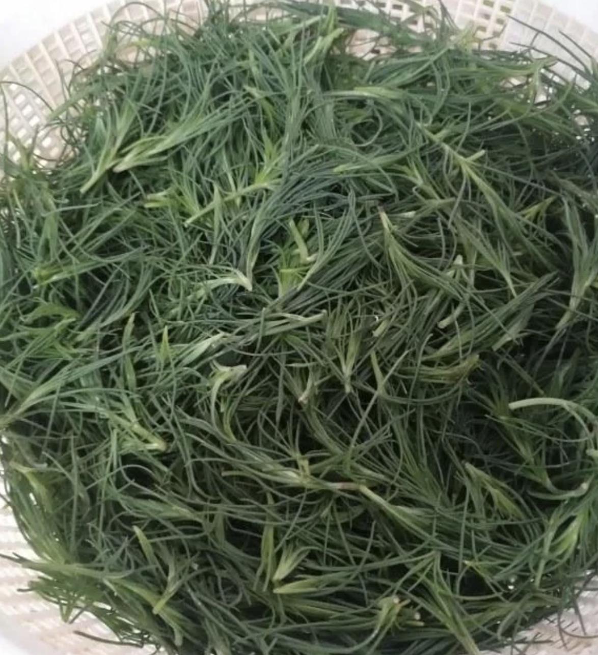 猪毛菜在四川叫什么