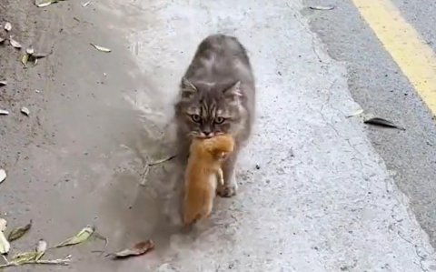 母猫送子在古时意味着什么