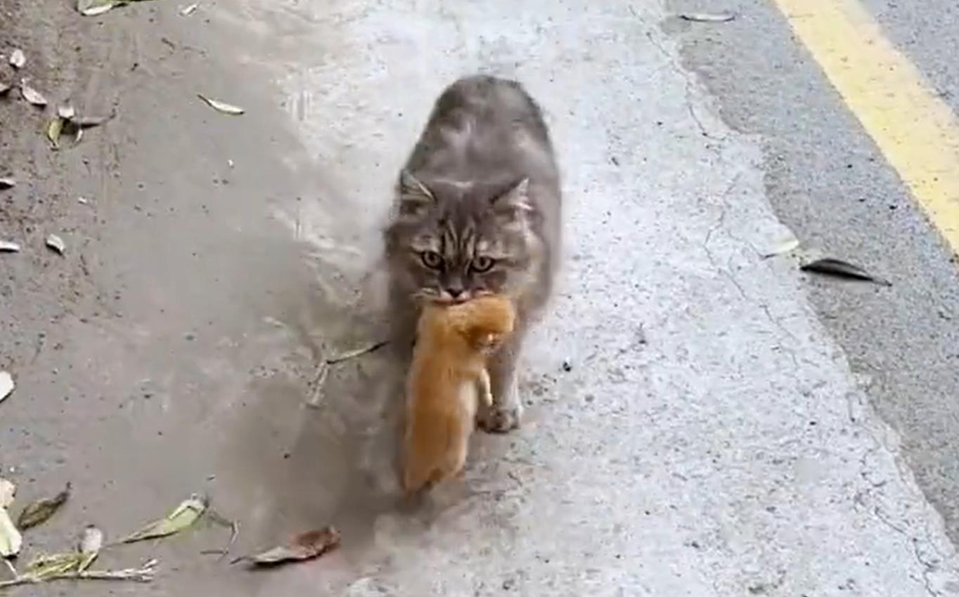 母猫送子在古时意味着什么