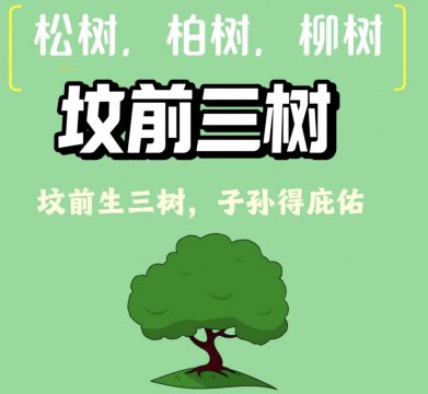 坟前最旺三种树