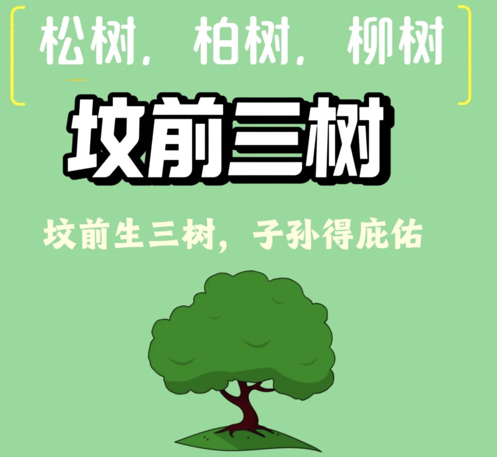 坟前最旺三种树