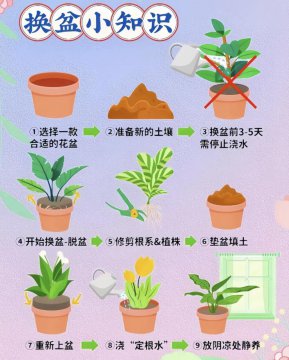 正确的换花盆方式