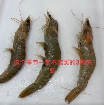 三种虾不能买的图片