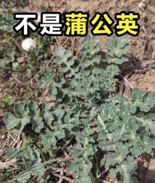 不能吃的假蒲公英图片