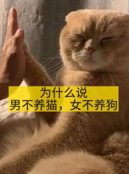 男不养猫女不养狗真实原因