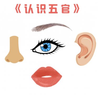 五官的正确答案