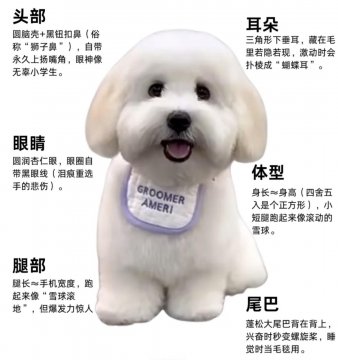 棉花面纱犬多少钱一只