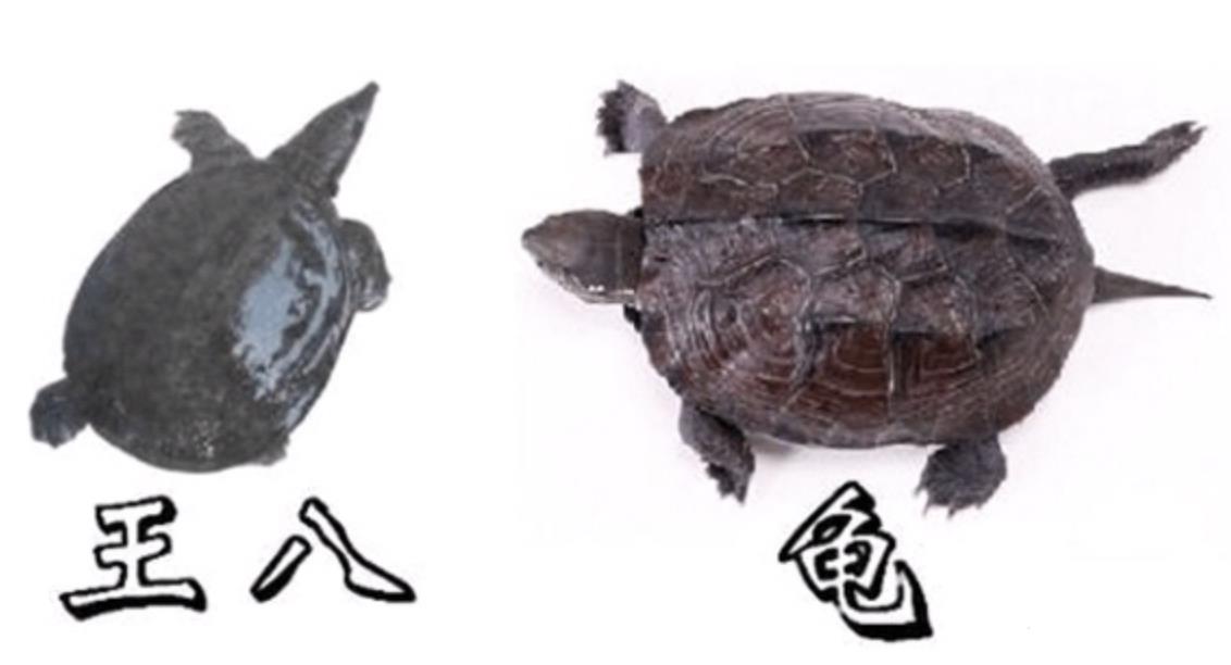 乌龟王八的区别