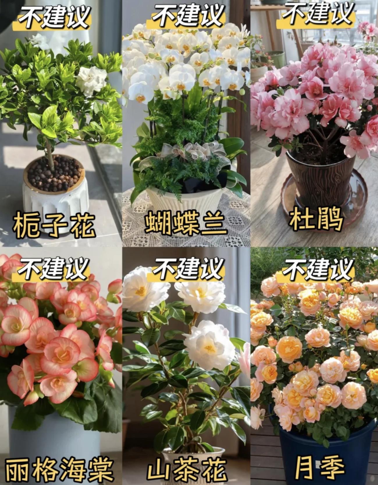 不适合居家种的花卉有哪些