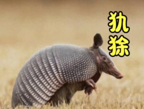 犰狳为什么不能碰