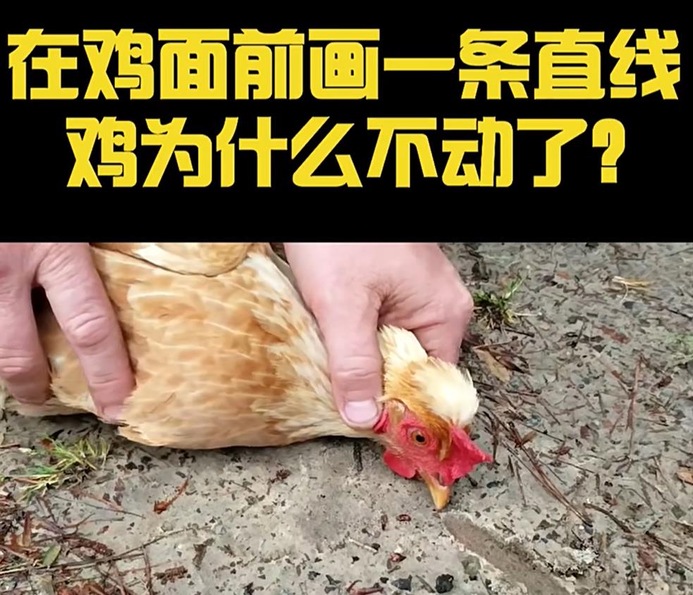 鸡头画一条线后鸡不动原因