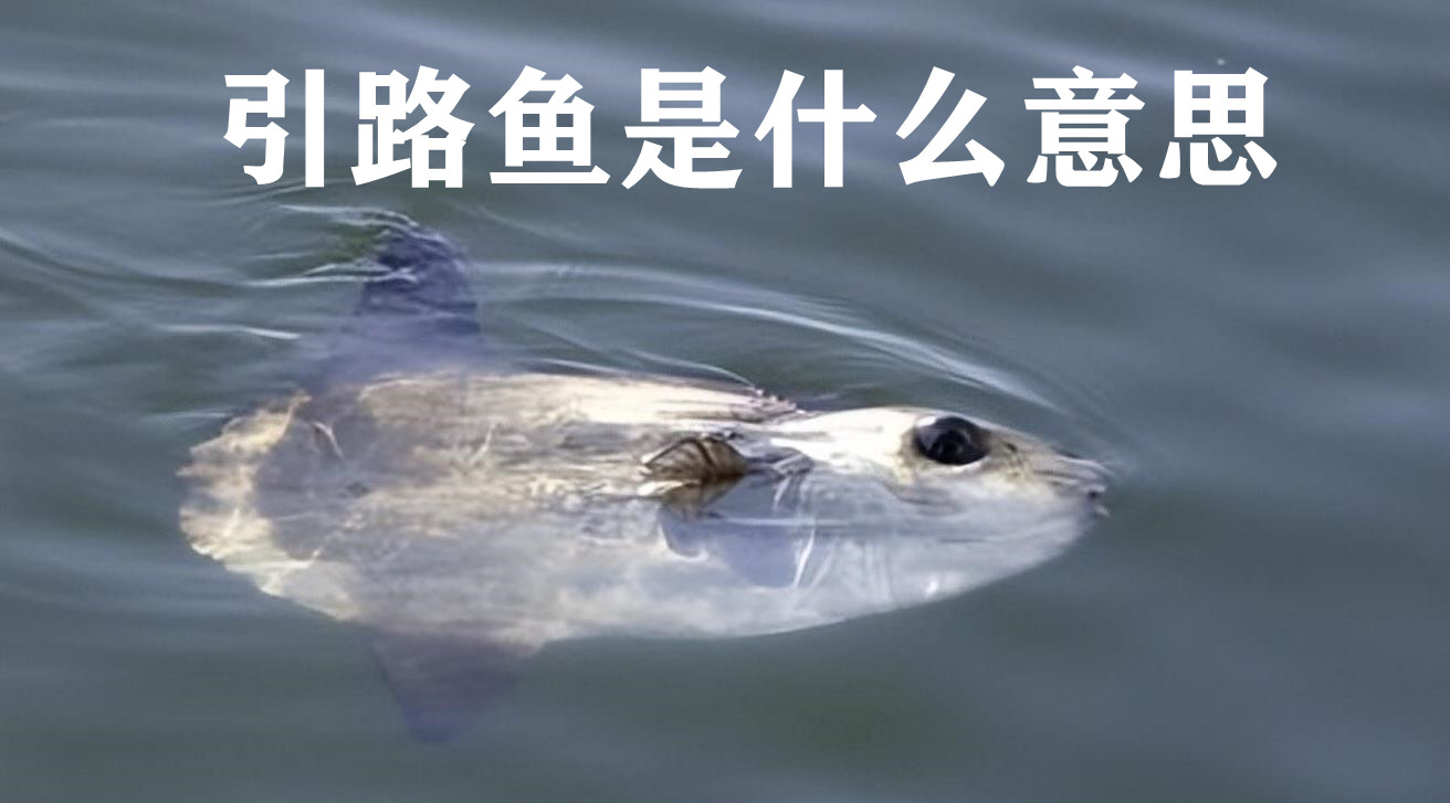 引路鱼是什么意思