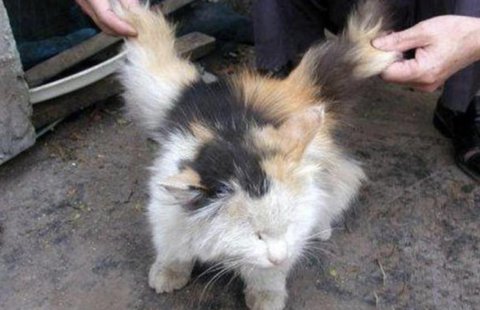 猫长翅膀是什么原因