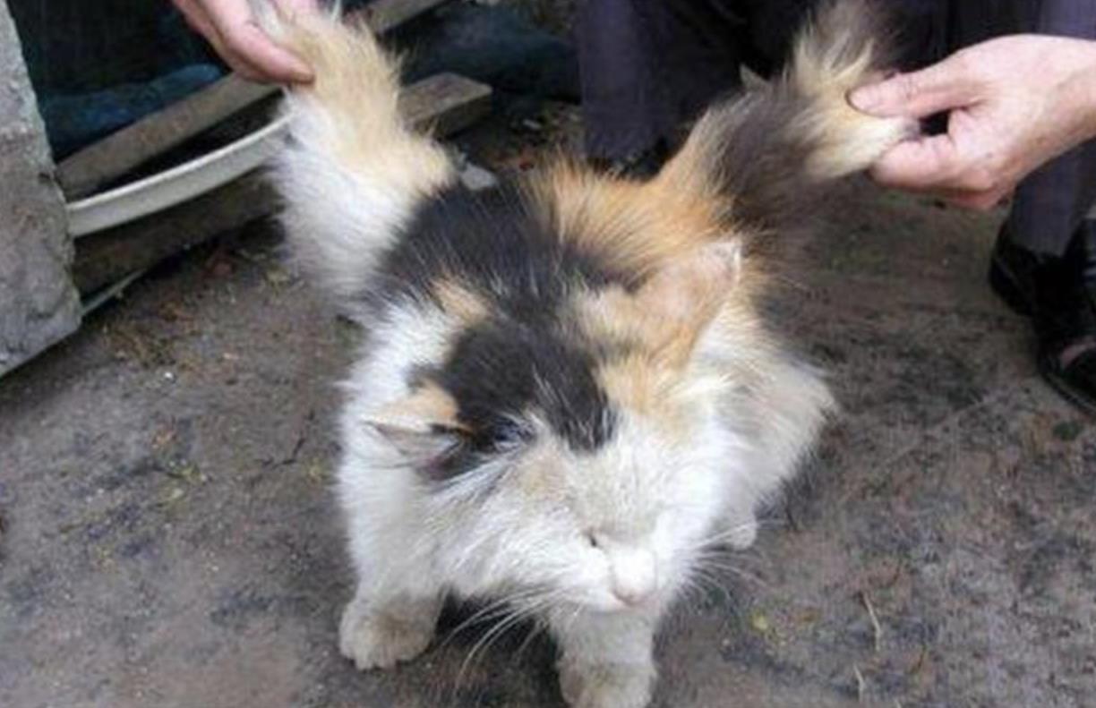 猫长翅膀是什么原因