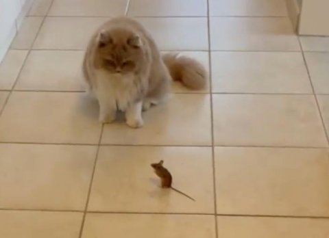 猫抓老鼠时为什么不怕老鼠咬