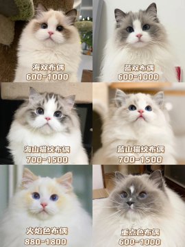 山猫纹布偶多少钱一只