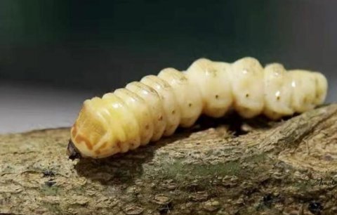 斗米虫为什么这么贵