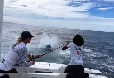 马林鱼为什么不能拉上船
