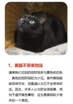 为什么说玄猫一般人养不了