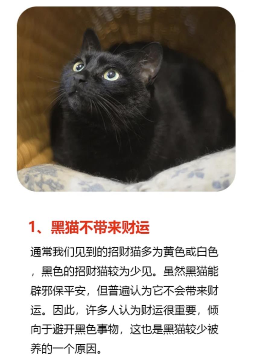 为什么说玄猫一般人养不了