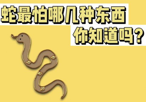 蛇最怕三件东西是什么