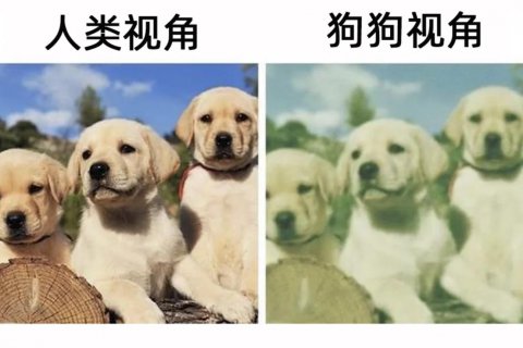 狗狗看人类是什么样子的