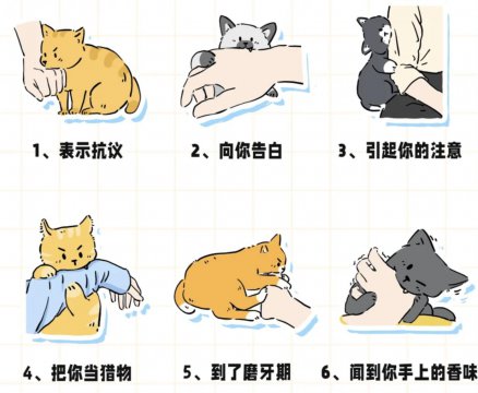 猫咪攻击主人是什么意思