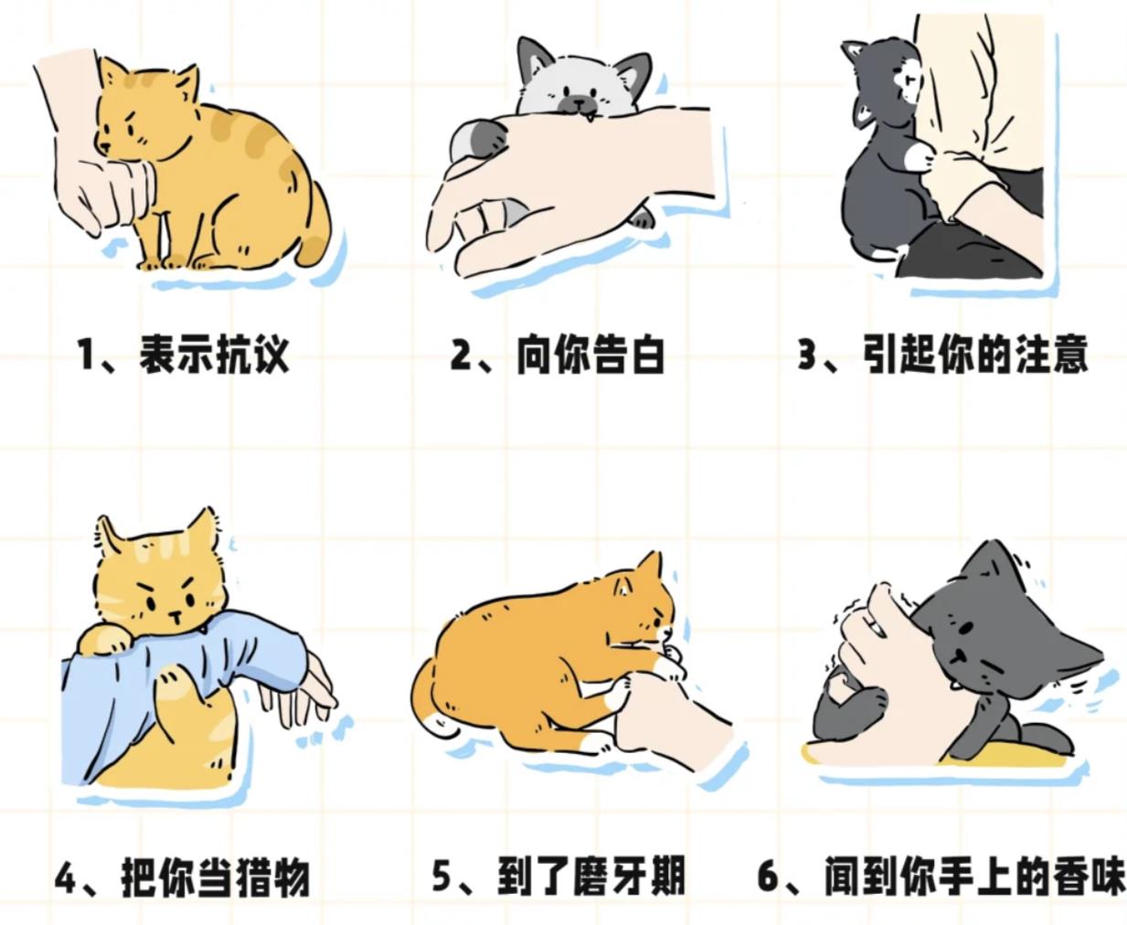 猫咪攻击主人是什么意思
