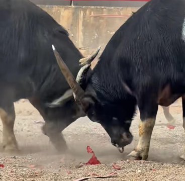 两头牛对撞为什么会死