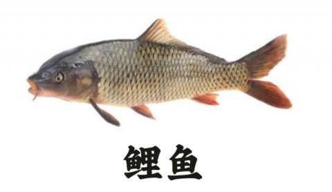为什么吃鲤鱼的人很少