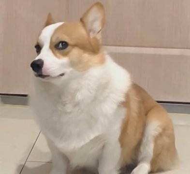 狗狗一直盯着你看是什么意思