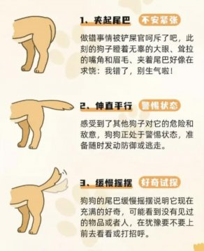 狗狗摇尾巴代表什么