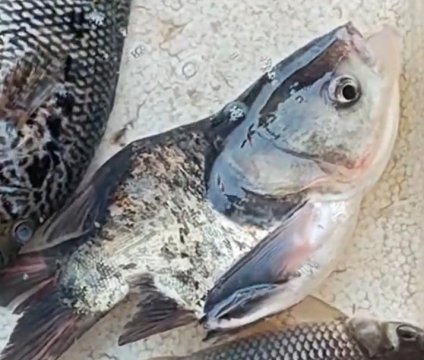 四种鱼请停止食用