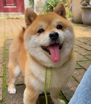 豆柴犬为什么不建议养