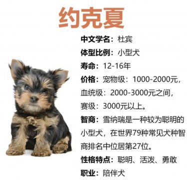约克夏多少钱一只，约克夏犬为什么不建议养