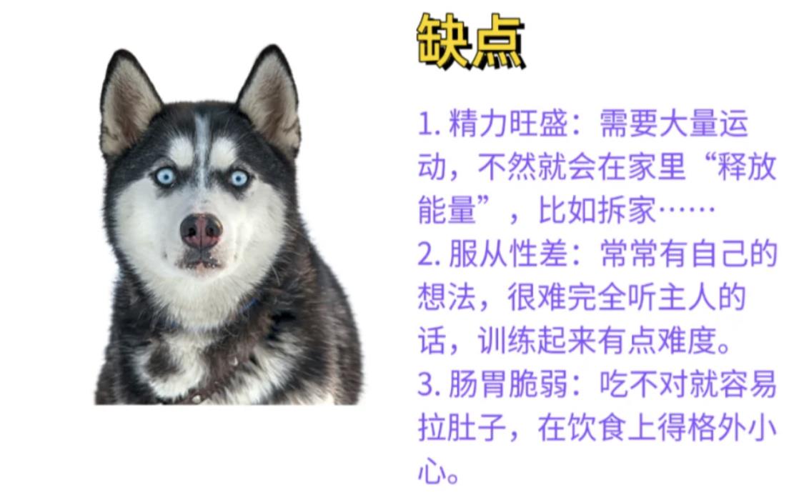 哈士奇为什么喜欢拆家