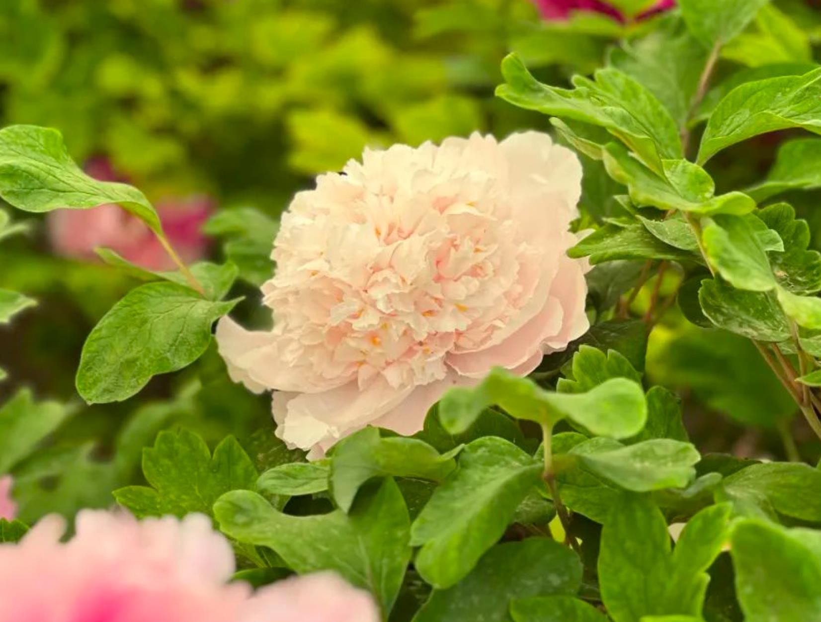 金丝贯顶牡丹图片