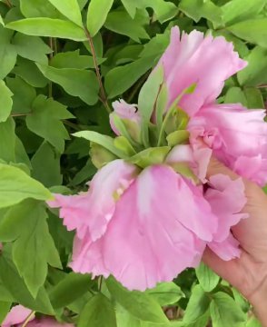 牡丹为什么要掐花