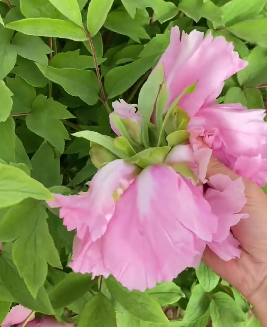 牡丹为什么要掐花