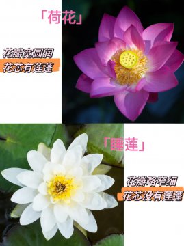 莲花和荷花有什么区别