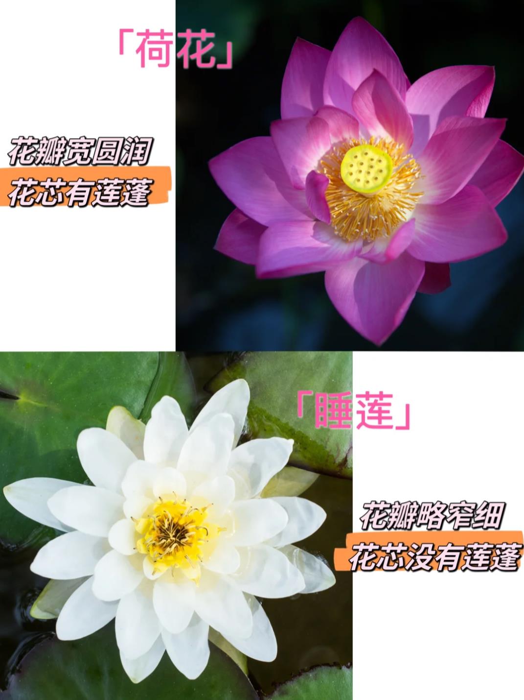 莲花和荷花有什么区别
