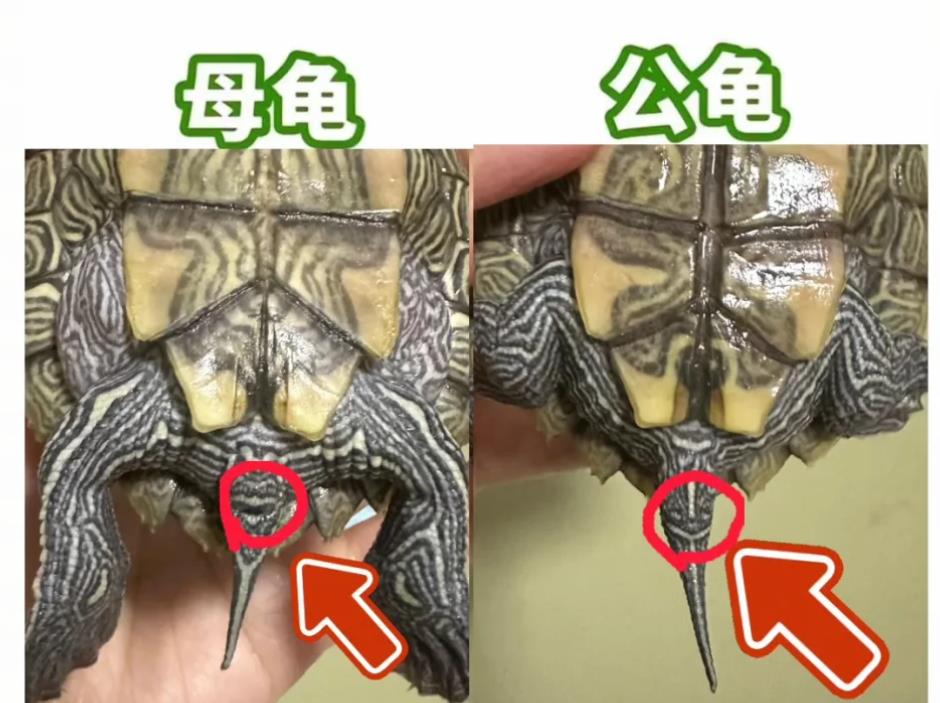 乌龟怎么分公母