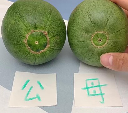 甜瓜公母图片照片