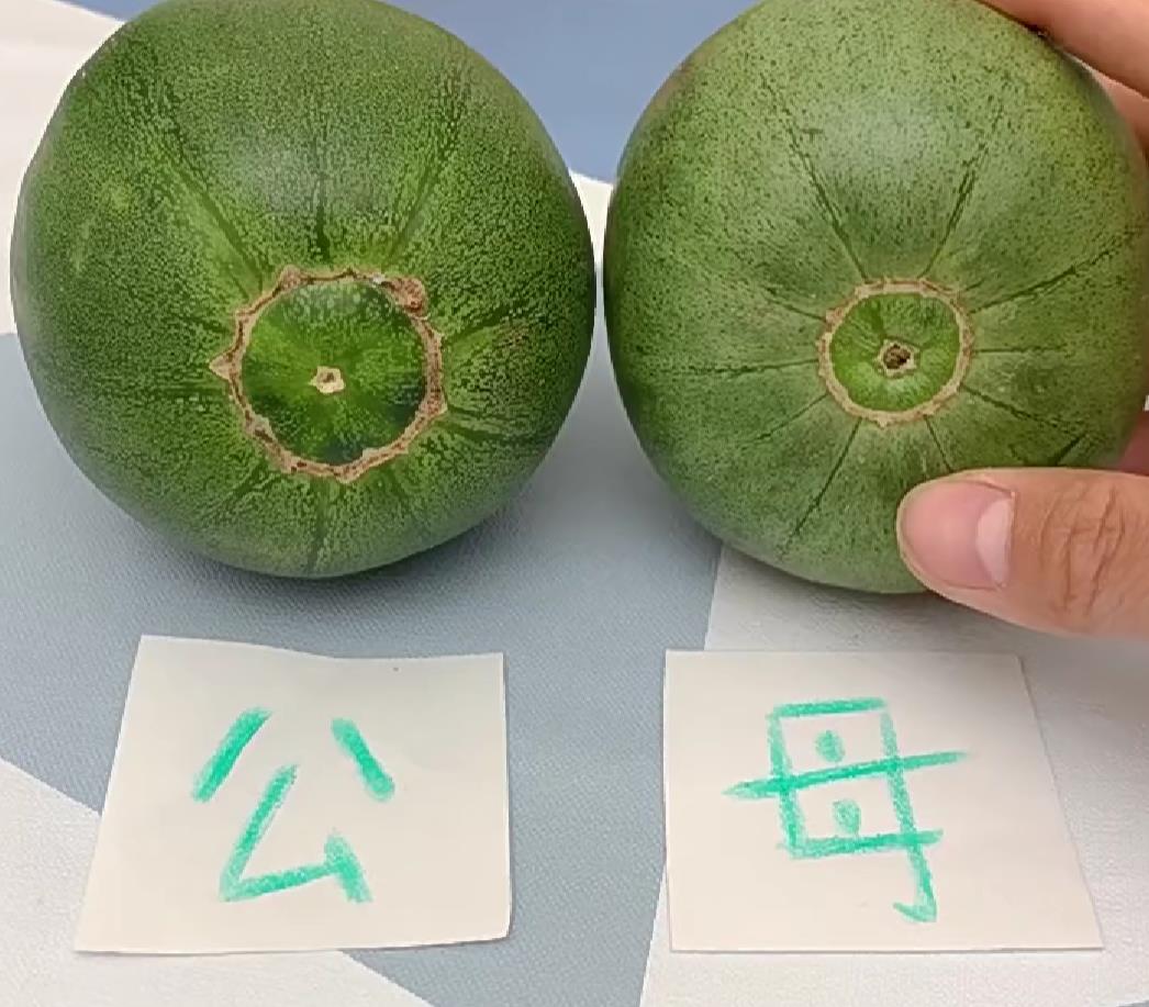甜瓜公母图片照片